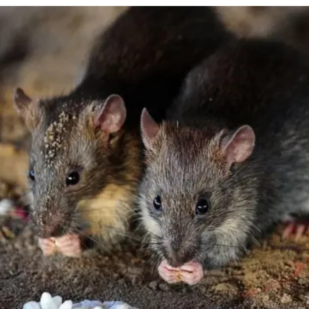 Tikus